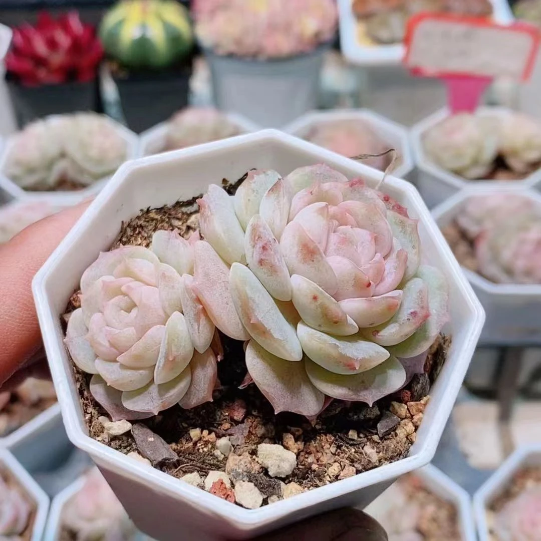 双头纯情4.8【满18元包邮发货】多肉植物