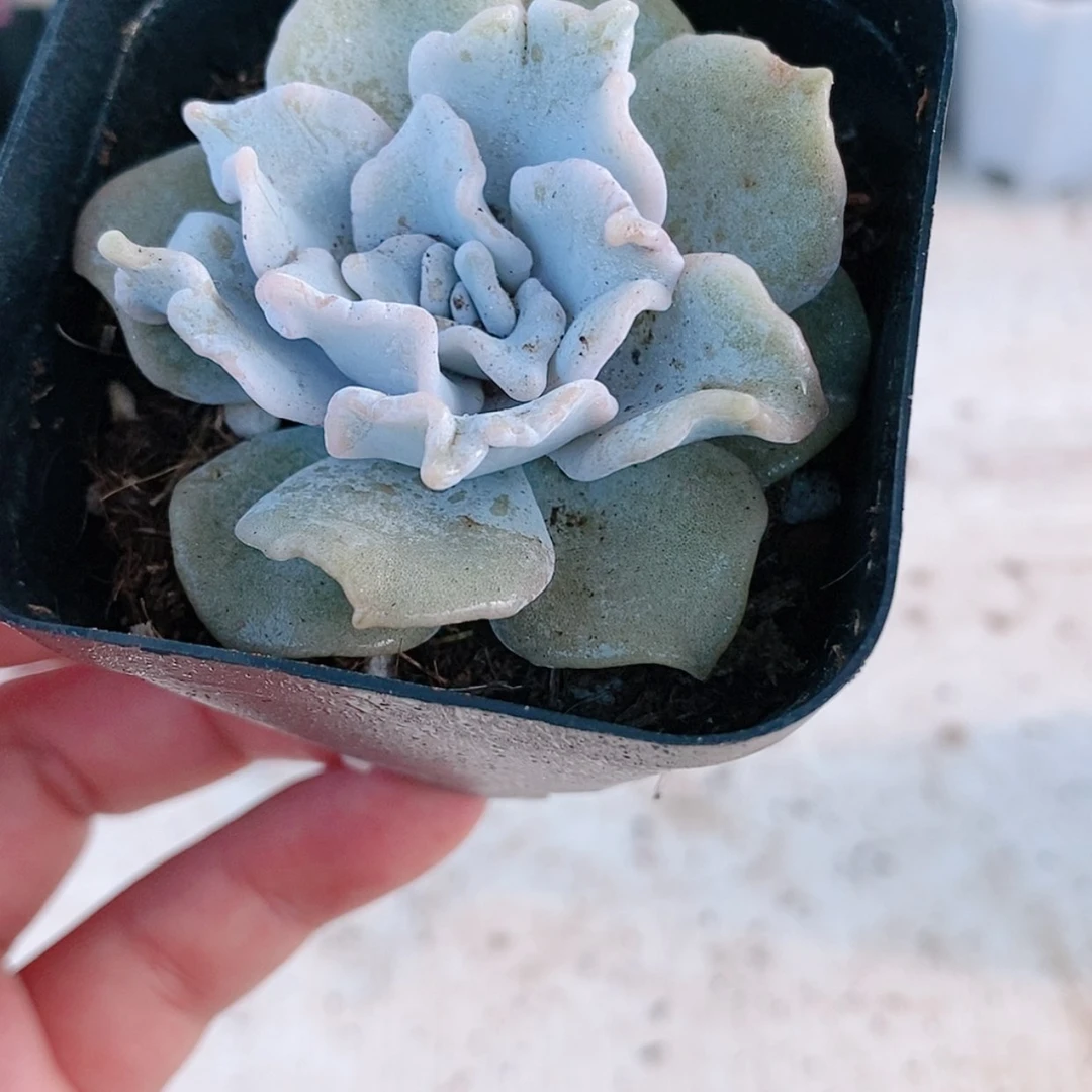 【闪购商品】白饺子皮2.8