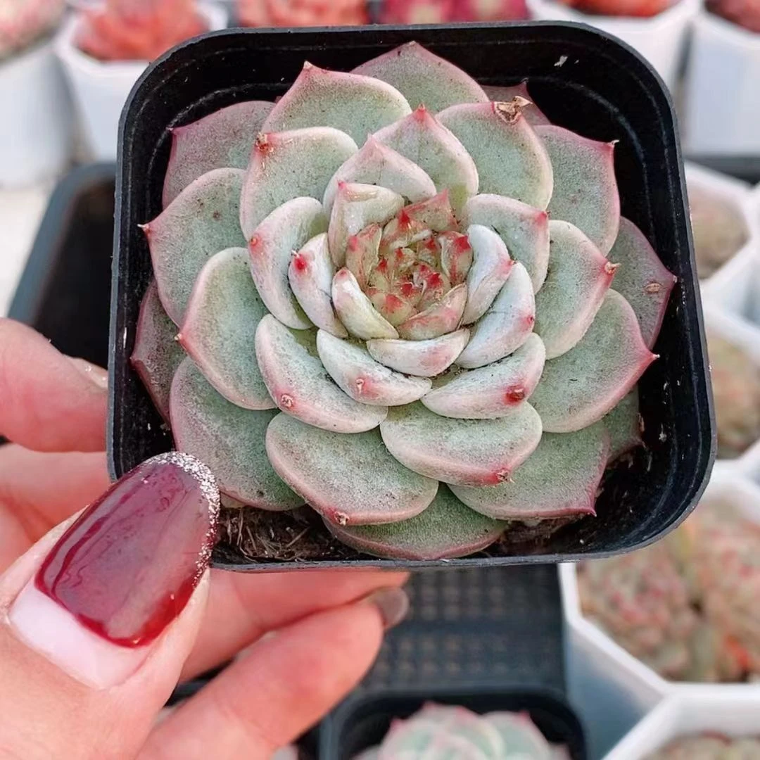 天鹅绒2.8【满18元包邮发货】多肉植物