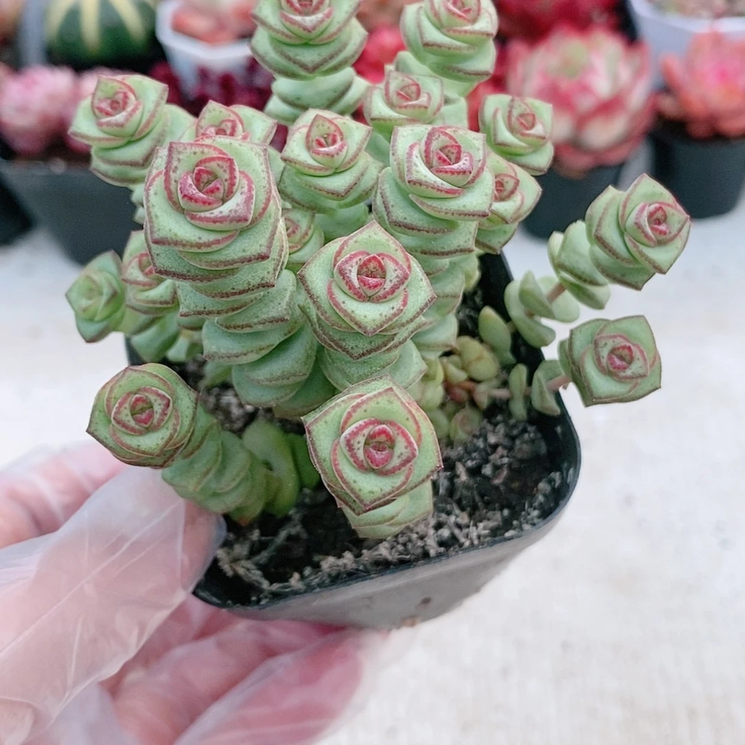 【闪购商品】钱串2.8