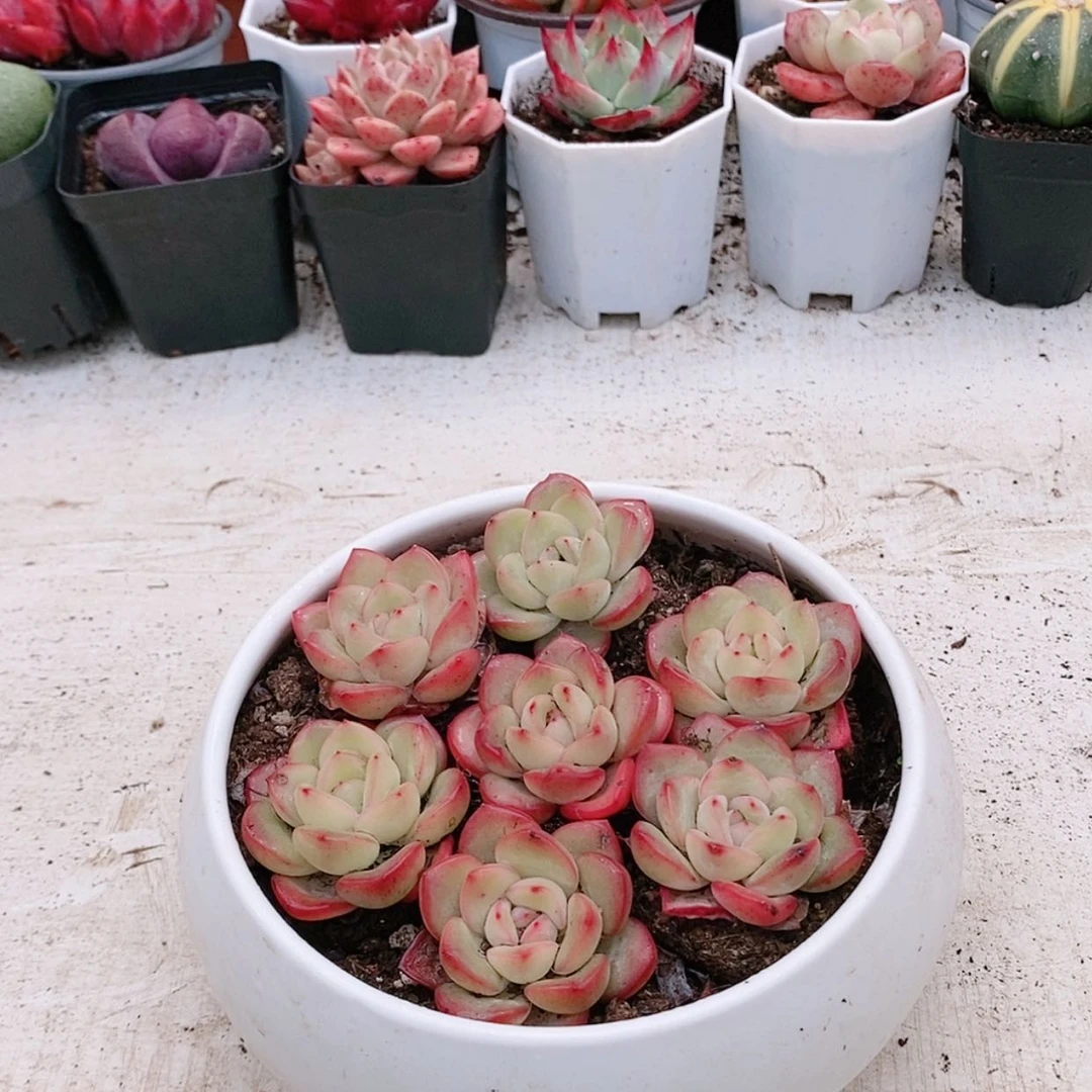【闪购商品】泡芙1