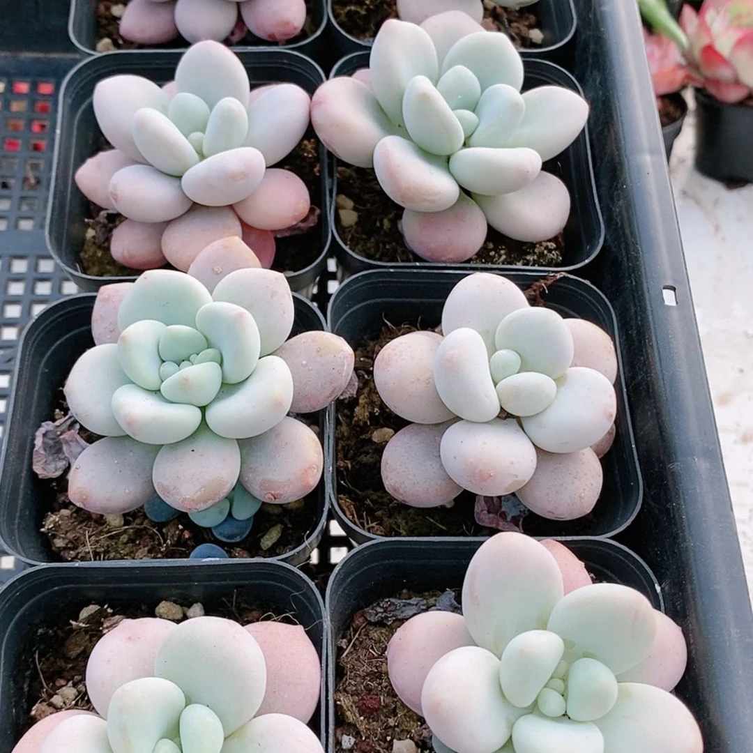 【闪购商品】洛神2.8