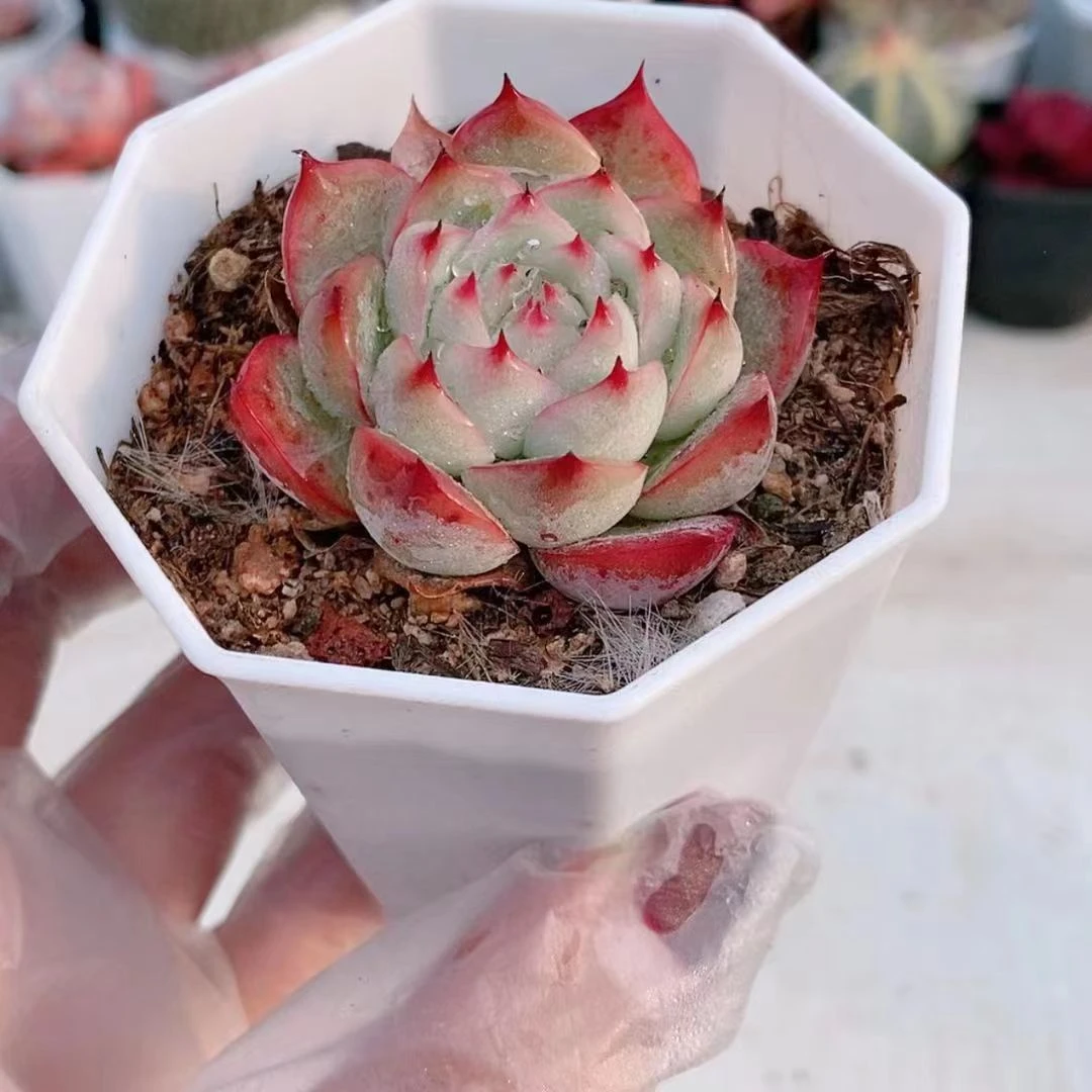 粉水晶2.8【满9.9元包邮发货】多肉植物