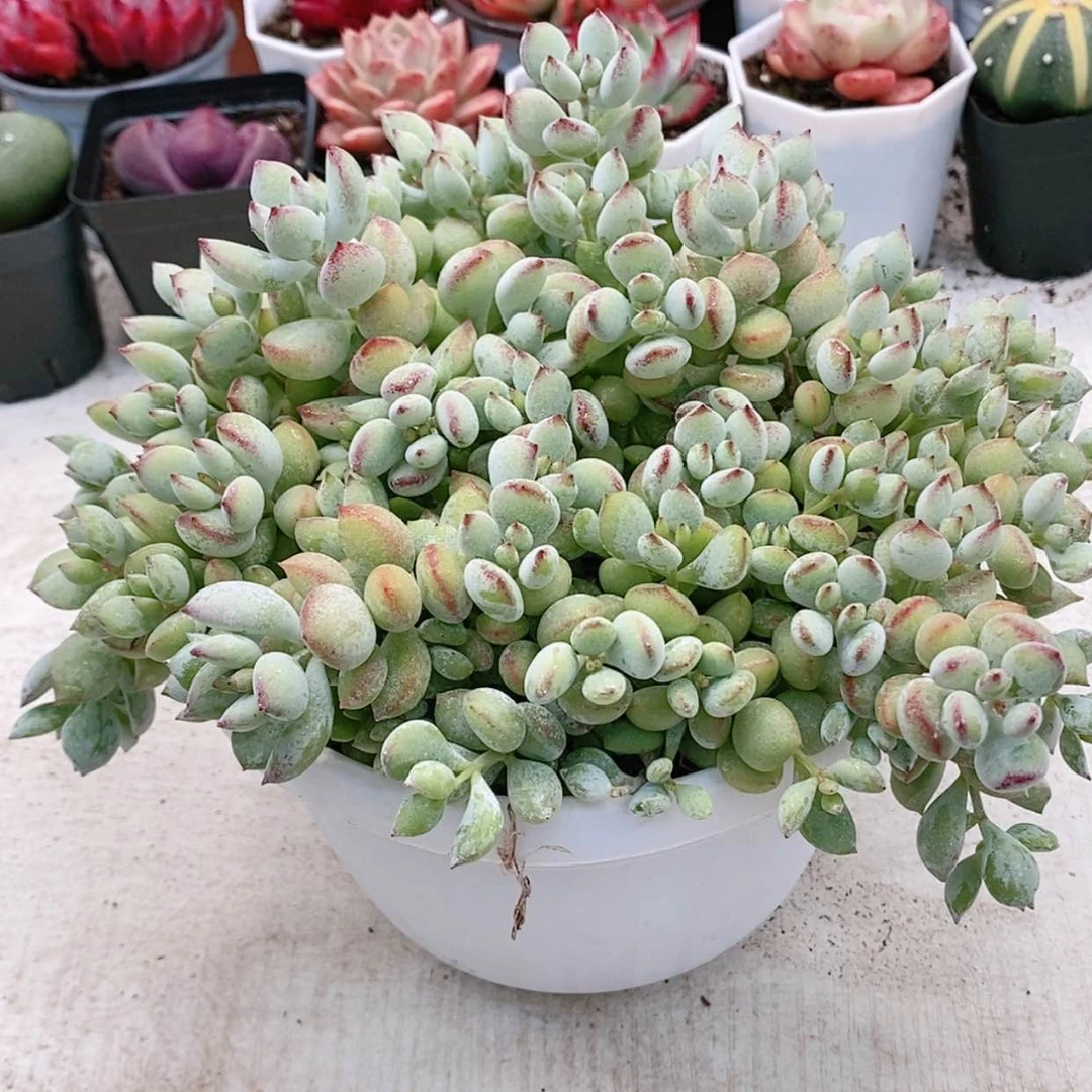 达摩大盆12.8【满9.9元包邮发货】多肉植物