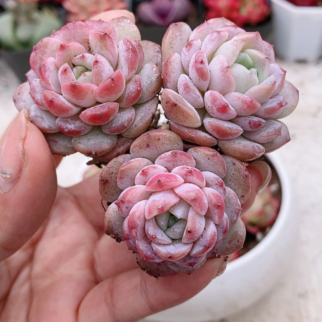 【闪购商品】恩宠1