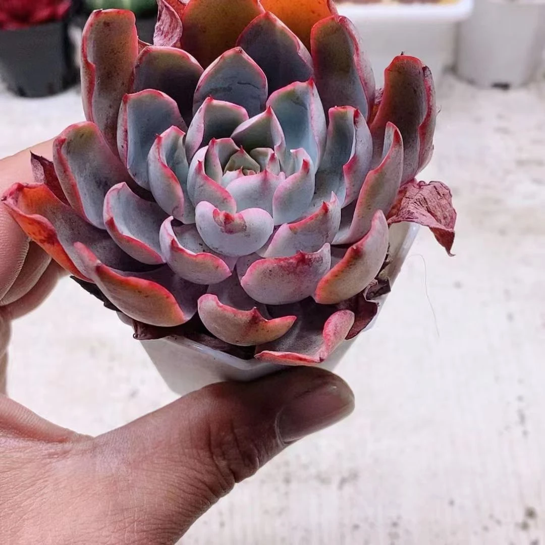 赫拉3.8【满9.9元包邮发货】多肉植物