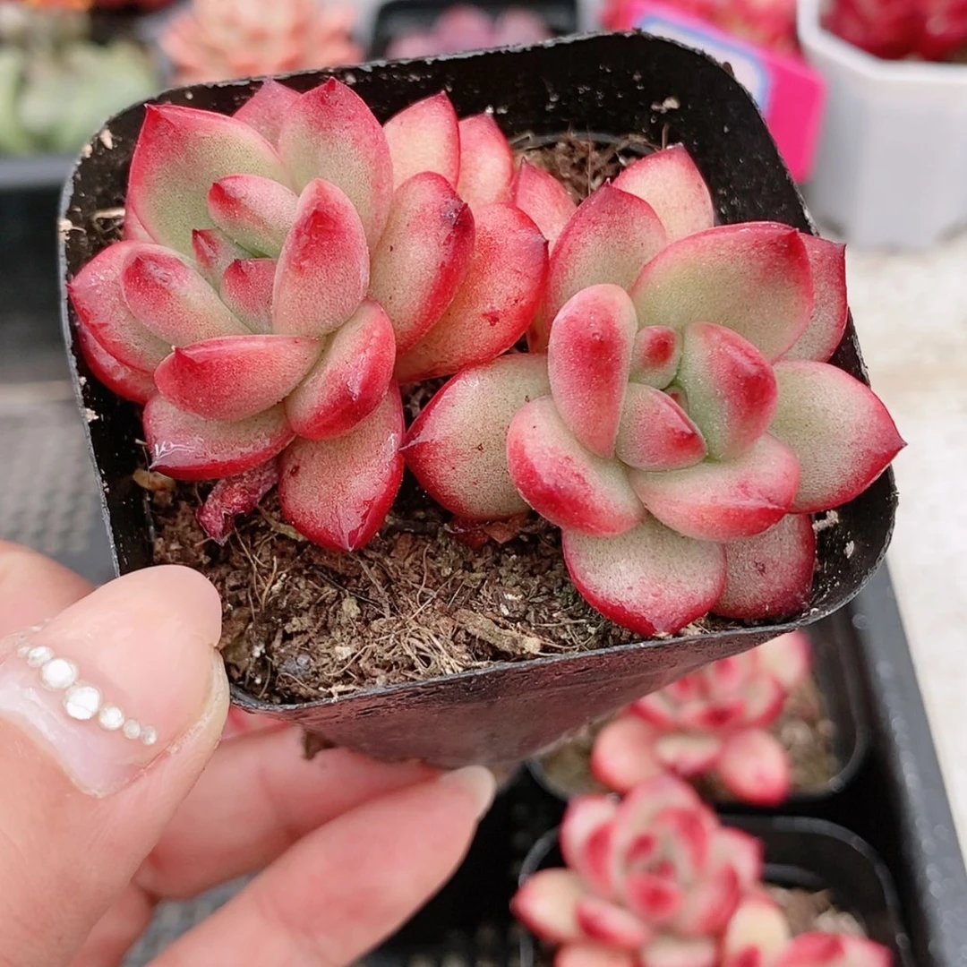 【闪购商品】T M3.8