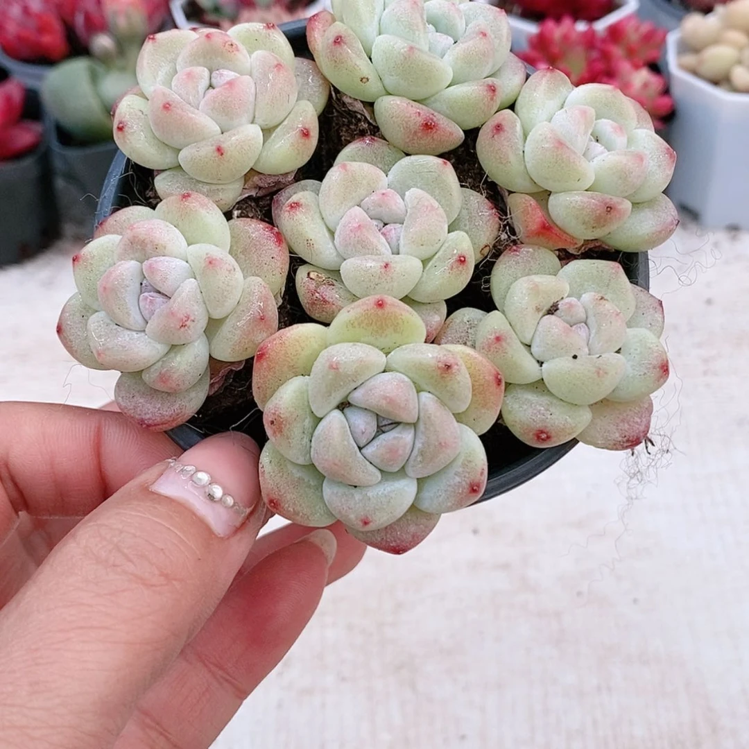 【闪购商品】冰玉1
