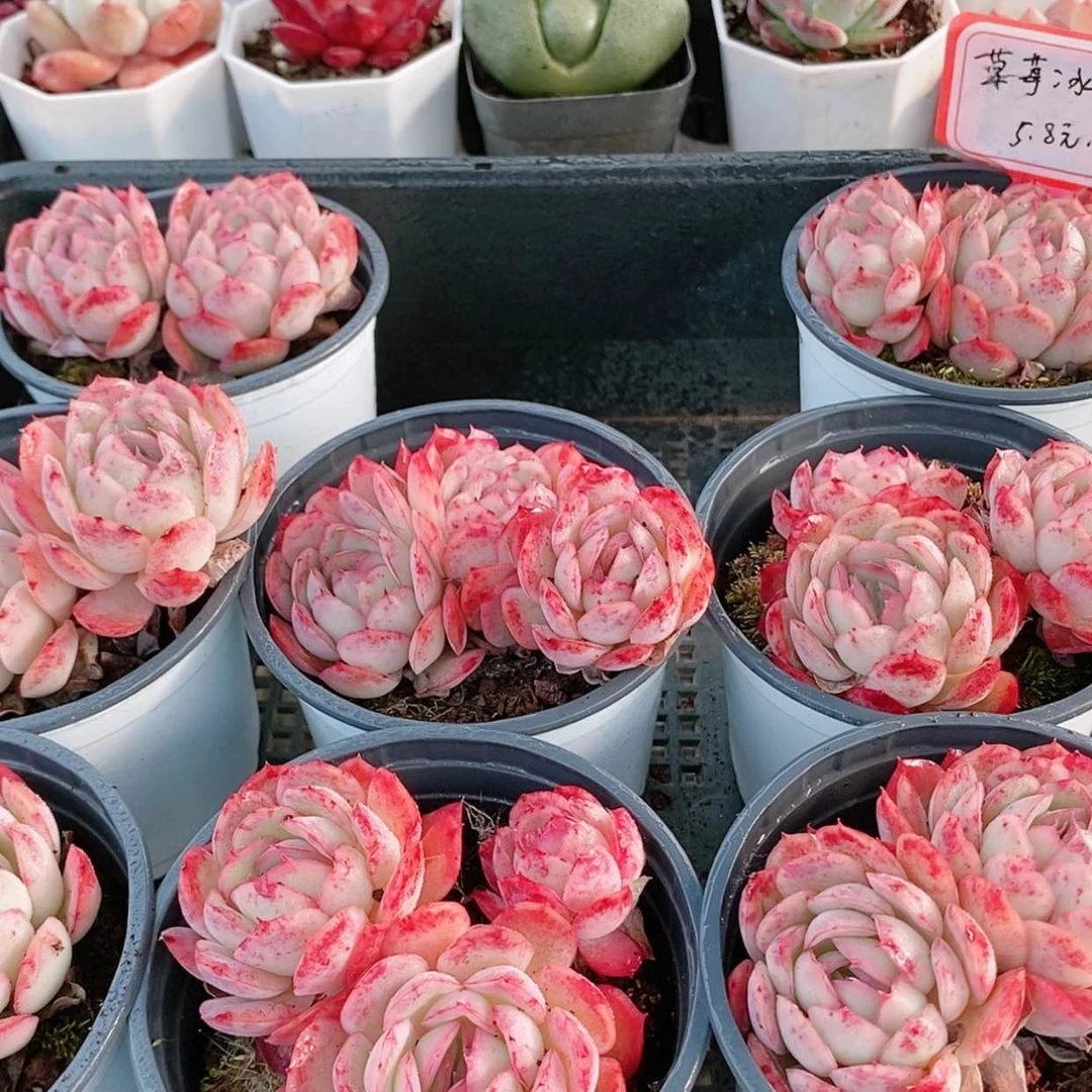 【闪购商品】草莓冰5.8多肉