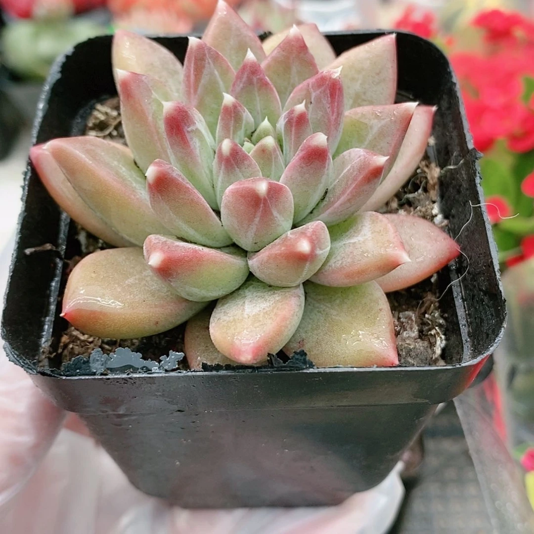 陨石4.8小贵货【满9.9元包邮发货】多肉植物
