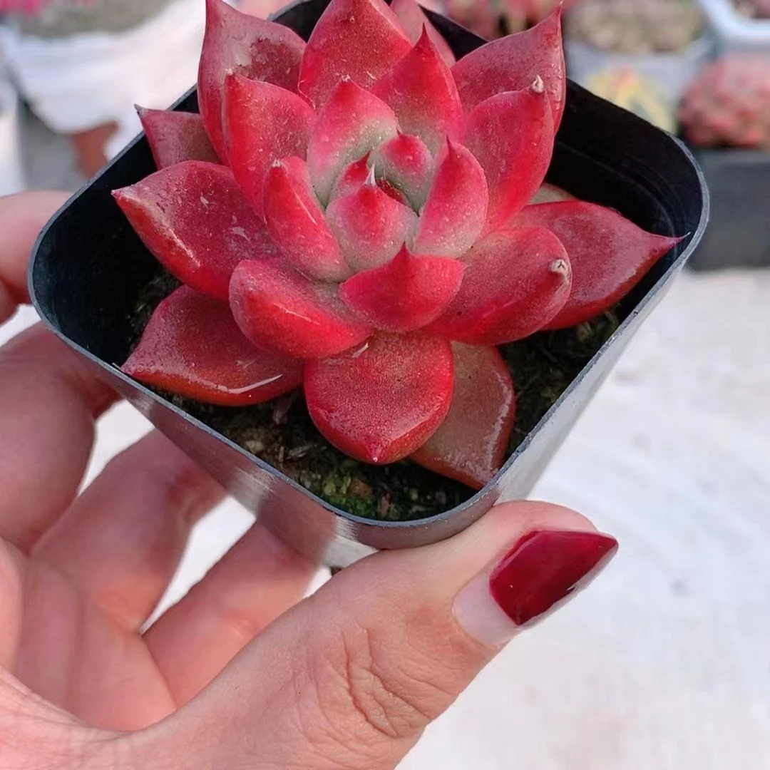 弗兰克3.8【满18元包邮发货】多肉植物