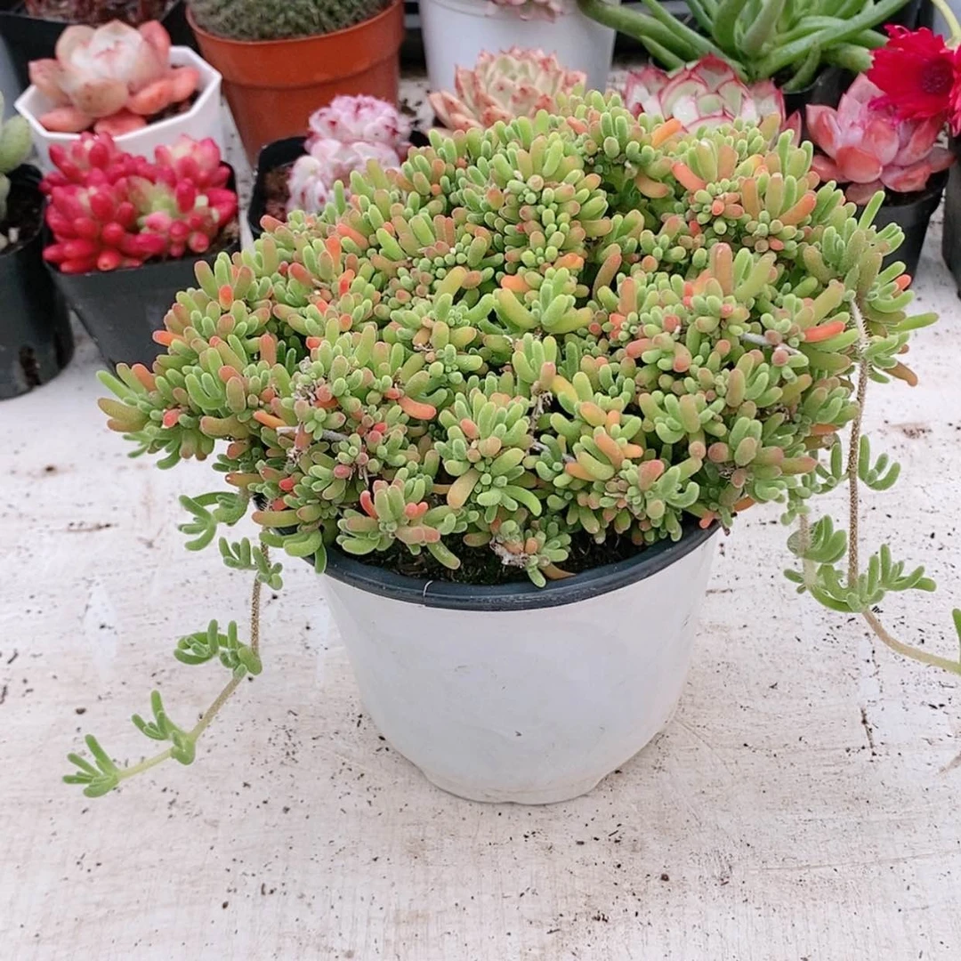 大盆枝干番杏12.8【满18元包邮发货】多肉植物