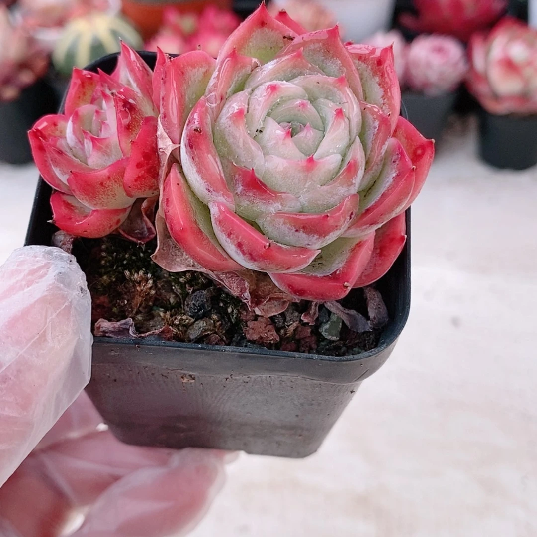 【闪购商品】孤星4