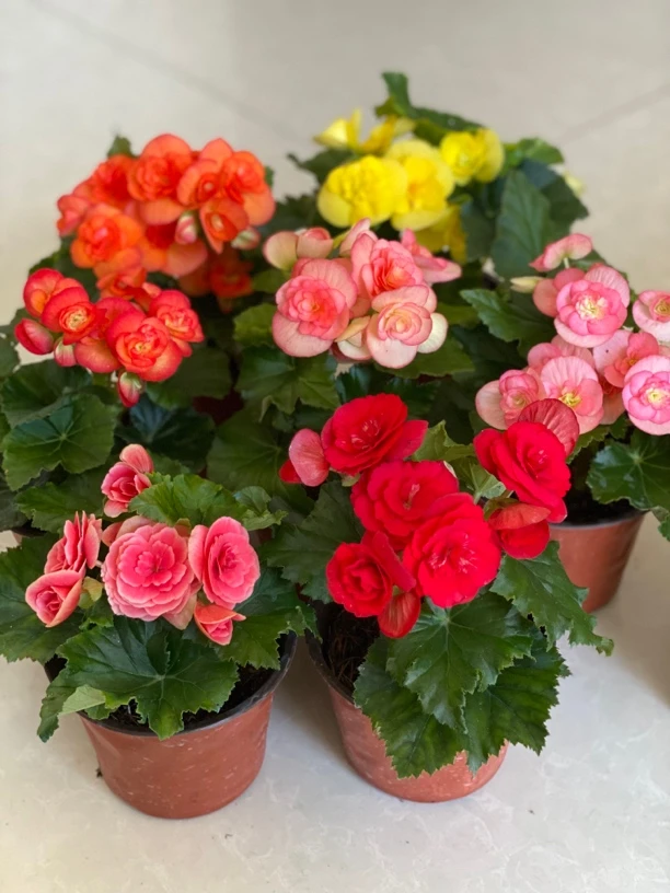 {丽格海棠}室内绿植花卉 介意花损勿拍,途中死亡包赔,养死无售后