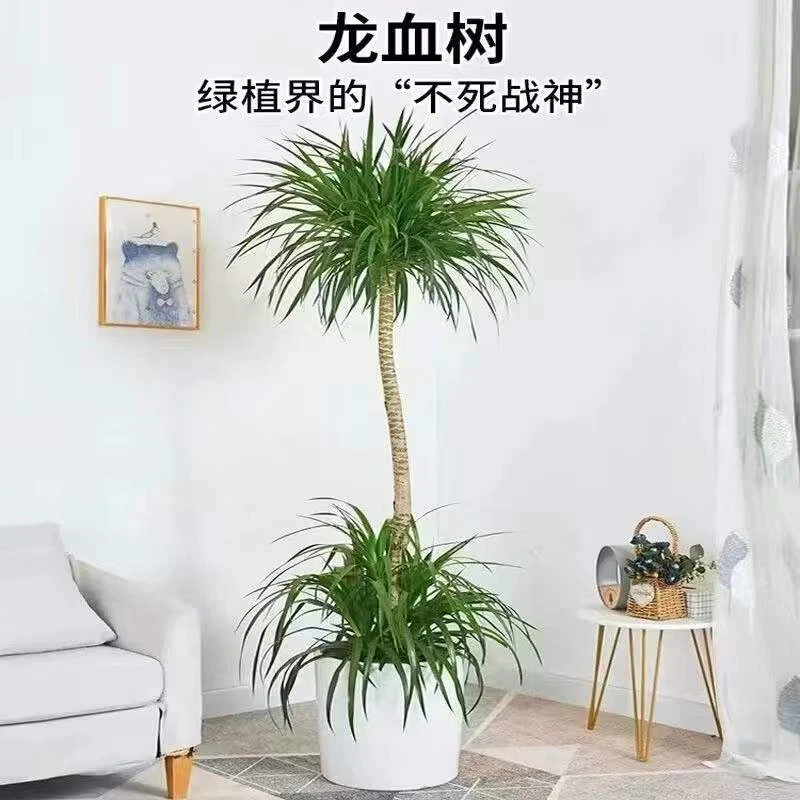 大型龙须树盆栽龙血树花卉绿植盆栽客厅办公室室内庭院盆景四季青