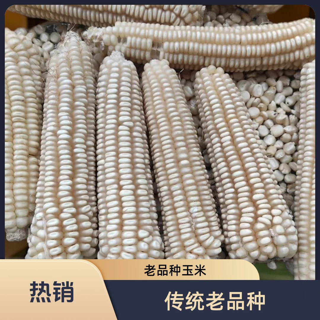 老品种白马牙玉米粒可自留粒健康精选农家产正宗笨玉米传统老玉米