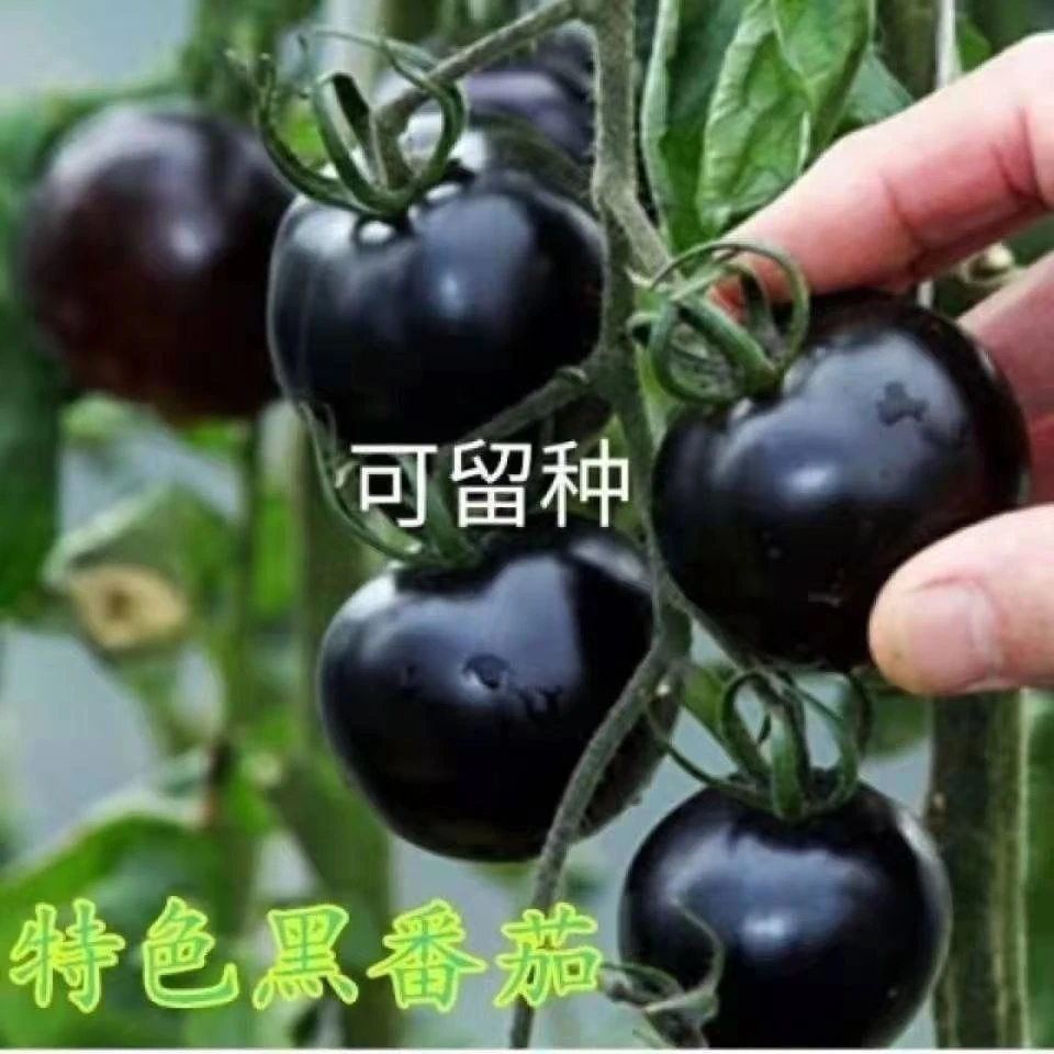 【秋冬新种】正宗黑番茄种孖特色西红柿黑色小番茄营养高金玉兰