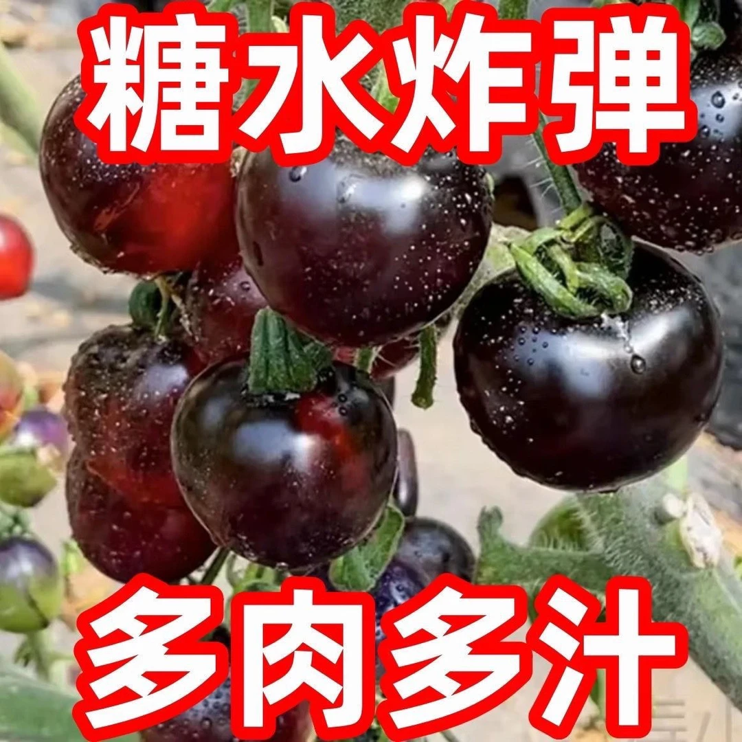 【秋冬新种】糖水黑番茄籽种黑西红柿种苗籽种小番茄耐热金玉兰