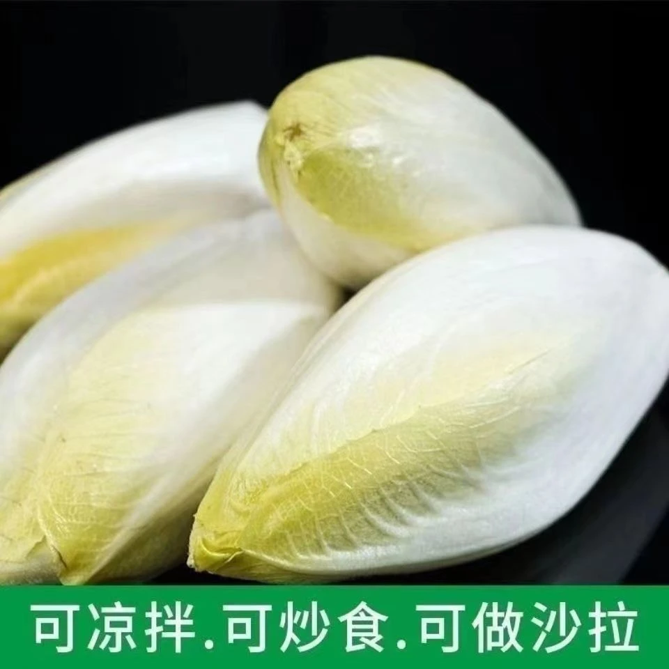 【苞出芽】金玉兰菜种籽多年生欧洲软化紫菊苣阳台金玉兰室香菜