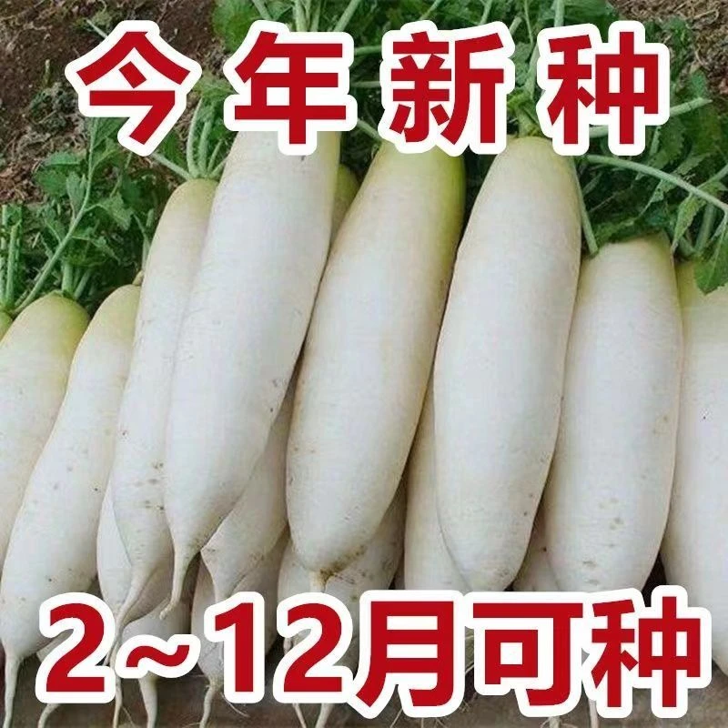 【苞出芽】白萝卜白玉萝卜新鲜生吃脆甜多汁新鲜白萝卜耐室外蔬菜
