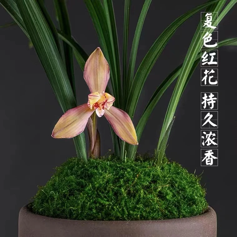 兰花苗精品送春兰花盆栽送礼客厅书房办公室内好养名贵花卉绿植