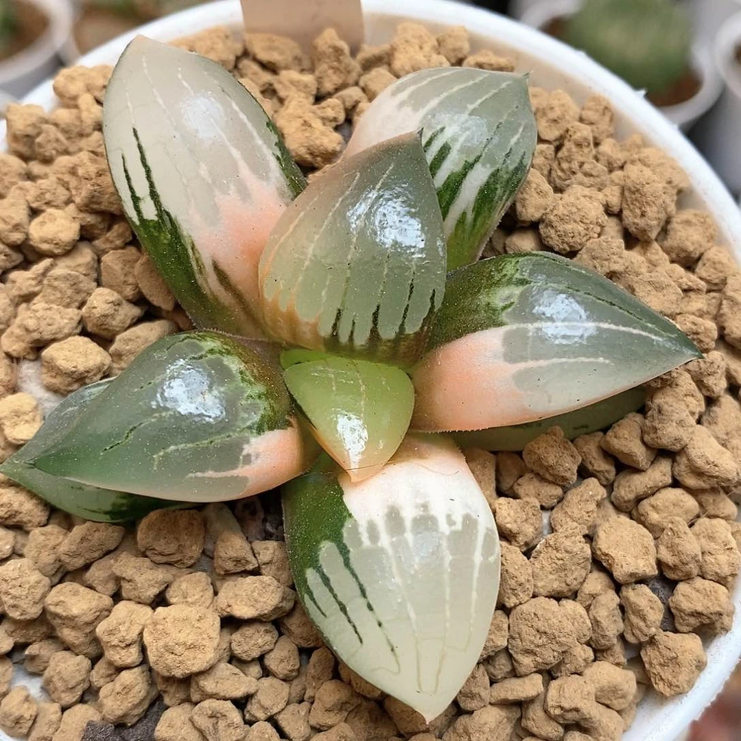 249阿房宫寿多肉植物