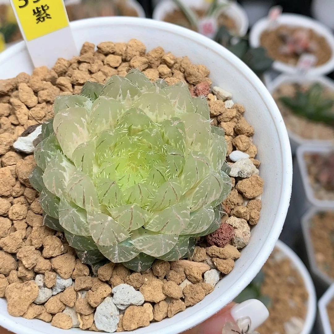 390翠云万象多肉植物
