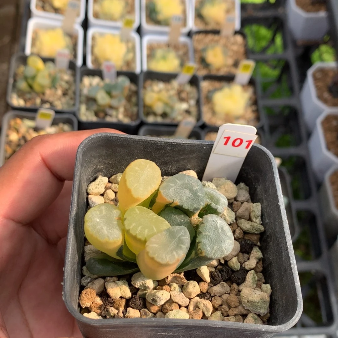 红陶101号88888888