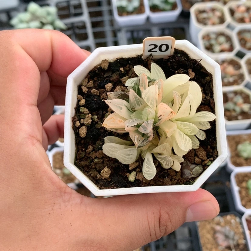 【闪购商品】红陶20CM以下20号