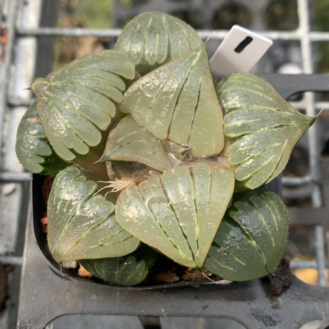 洞天新品媚凤寿一物一拍瓦苇十二卷多肉植物带盆发货根好