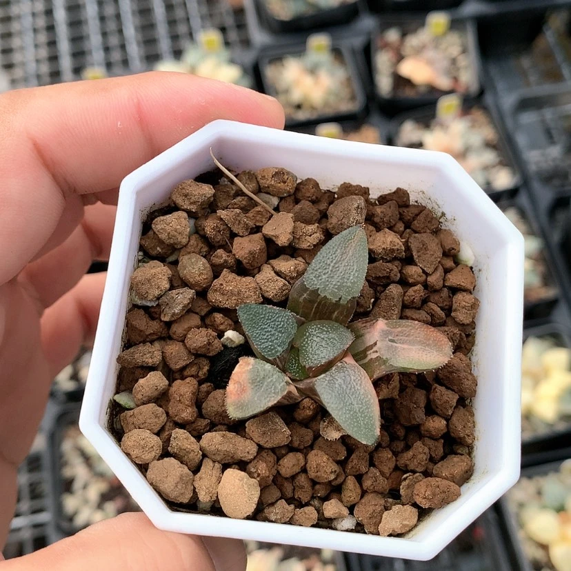 【闪购商品】红陶20CM以下做**己网纹克锦