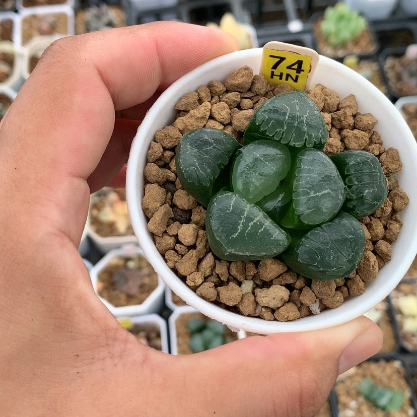 【闪购商品】红陶20CM以下姬翠寿