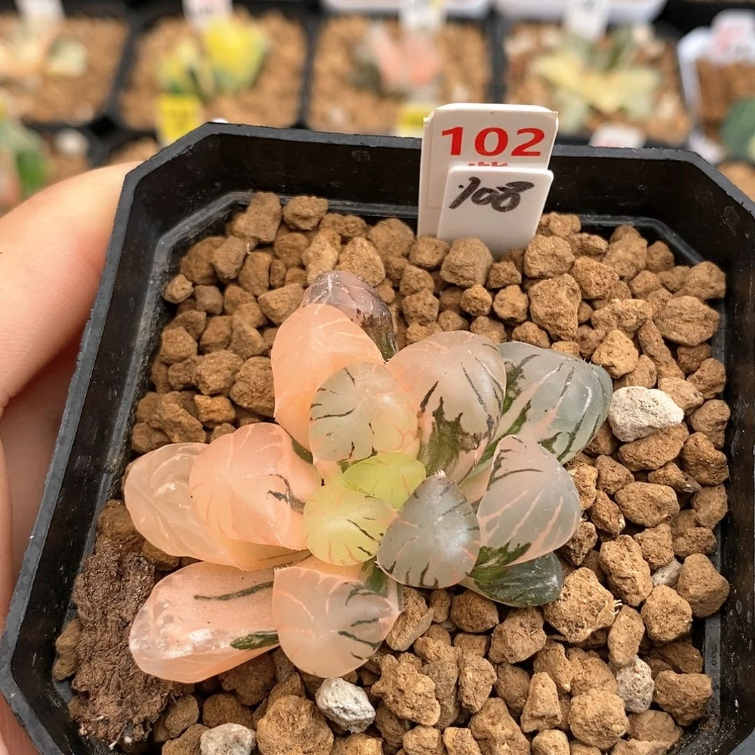 102孔明灯玉露多肉植物