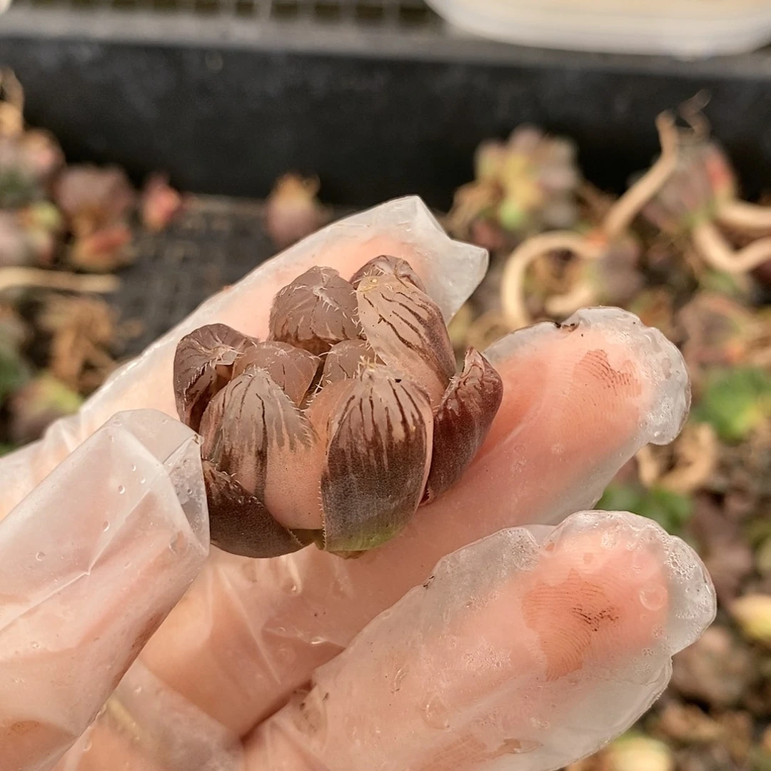 34多肉植物提取物