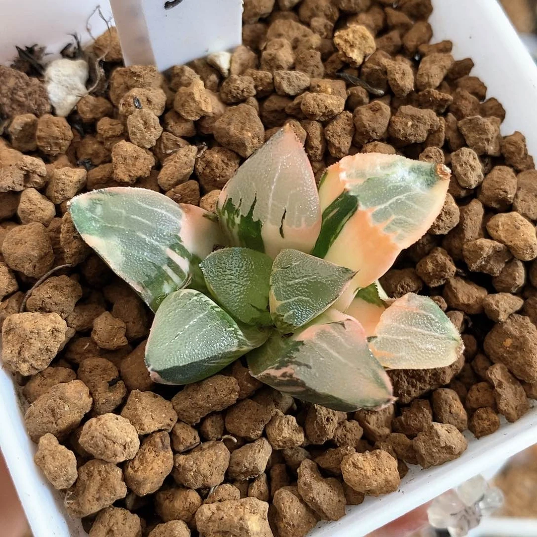 280电路板克多肉植物盆栽