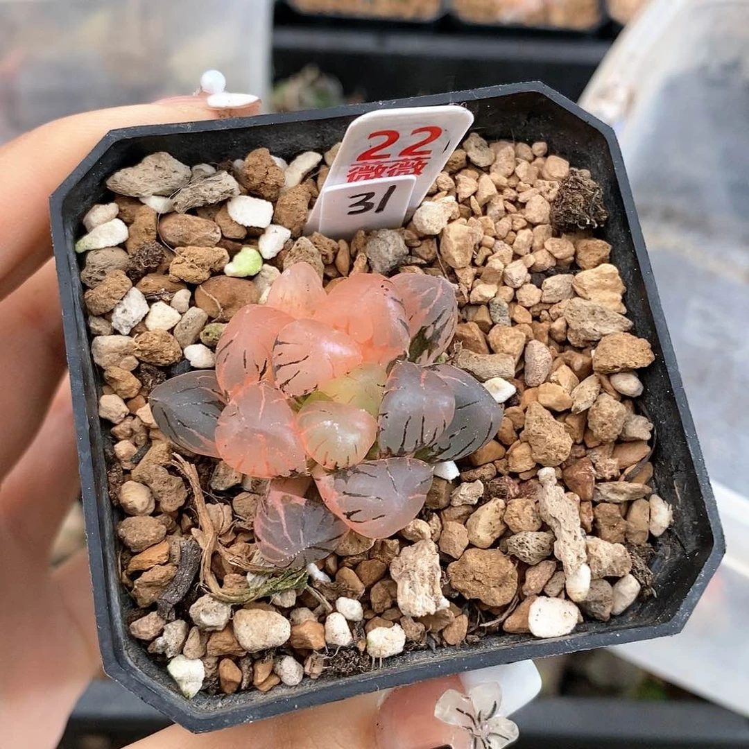 22孔明灯玉露多肉植物