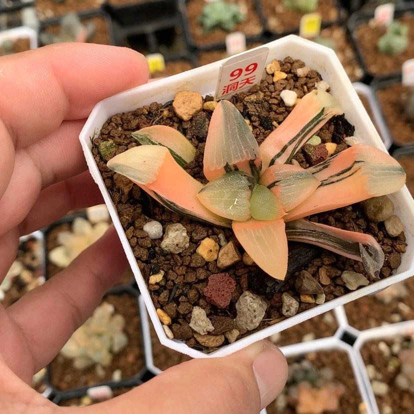 【闪购商品】红陶20CM以下丸叶克锦