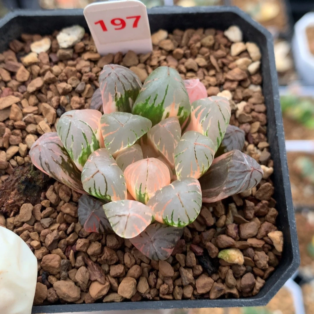 红陶197号荻原玉露锦