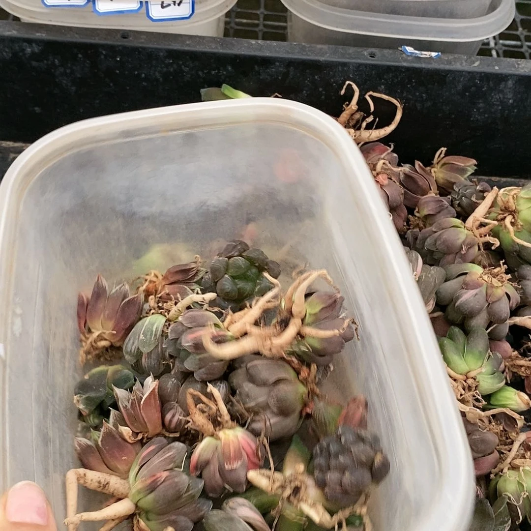 88多肉植物提取物