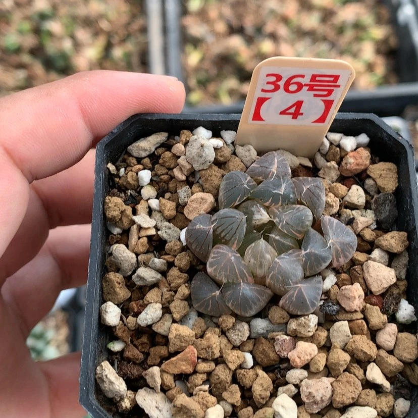 【闪购商品】红陶20CM以下糊斑霓虹灯玉露锦