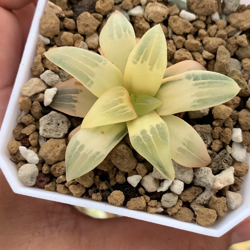 【闪购商品】红陶20CM以下寿锦