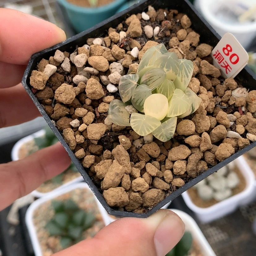 【闪购商品】红陶20CM以下