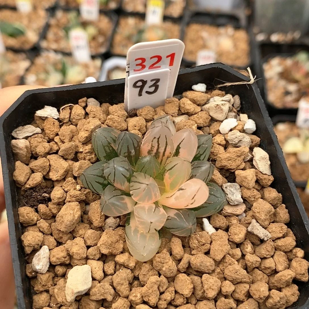 321霓虹灯玉露多肉植物盆栽
