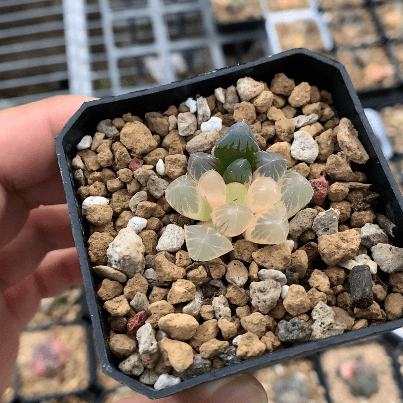 【闪购商品】红陶20CM以下玉露锦