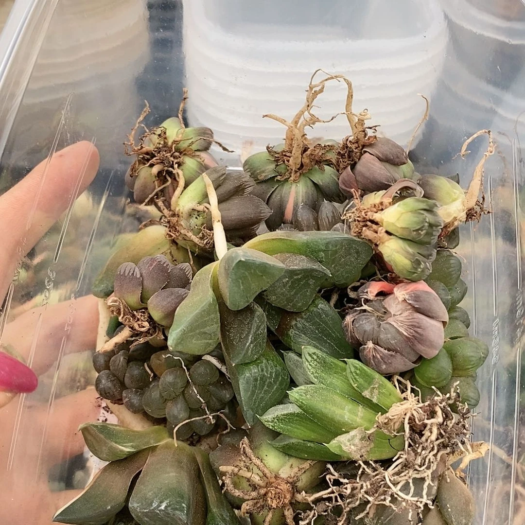 88号多肉植物提取物