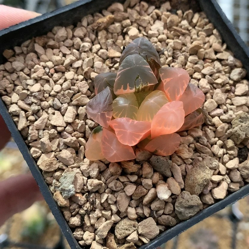 【闪购商品】红陶20CM以下