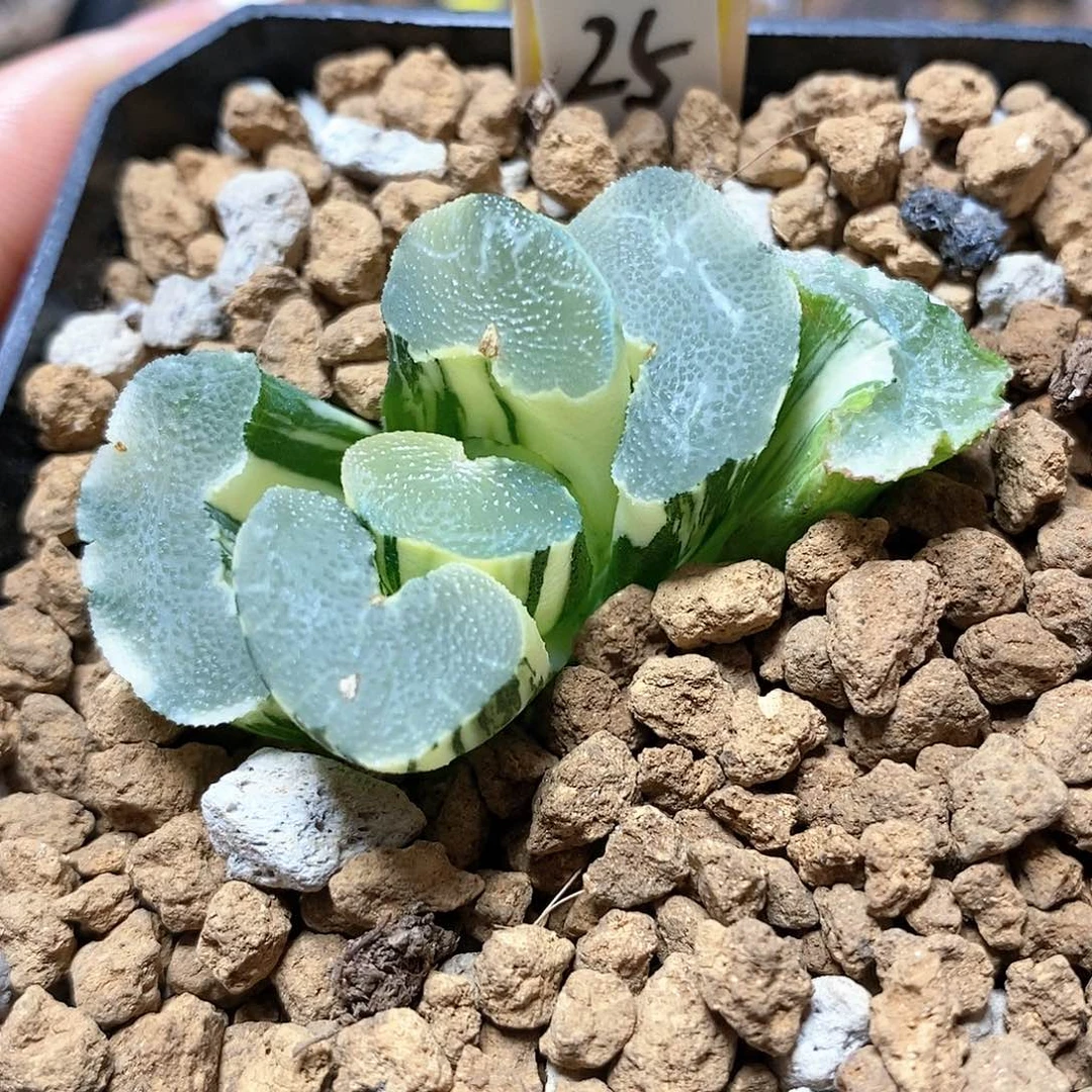 718大绳玉扇多肉植物盆栽