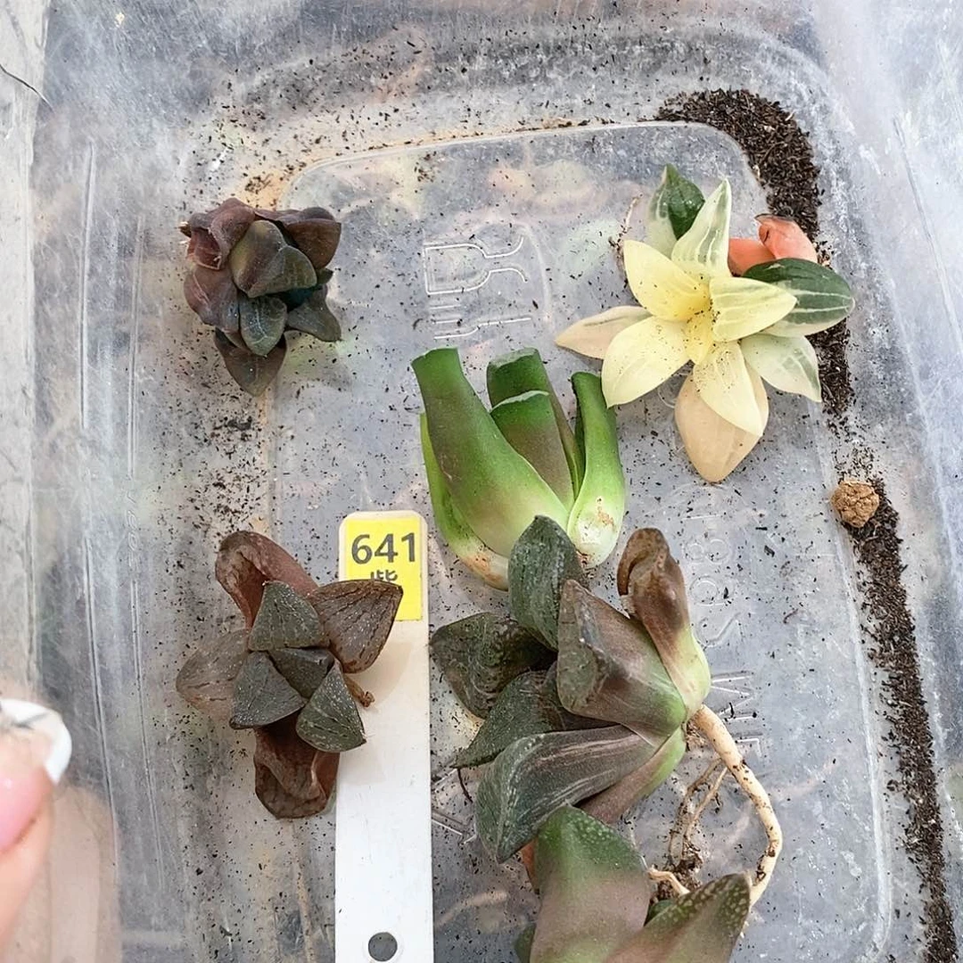 用****5641多肉植物盆栽植物