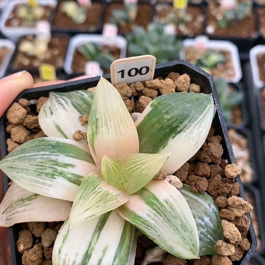 100三仙寿多肉植物