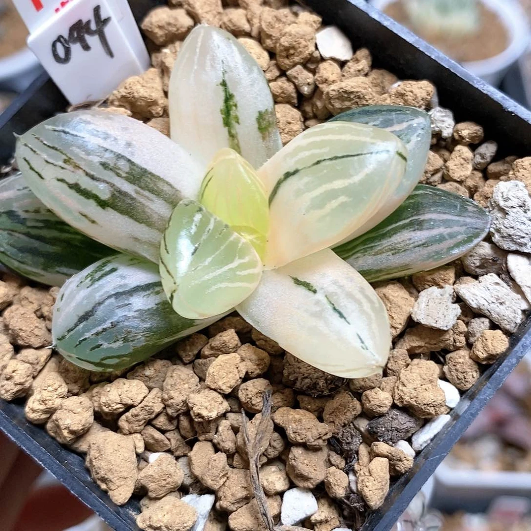 192玉潭寿多肉植物盆栽植物